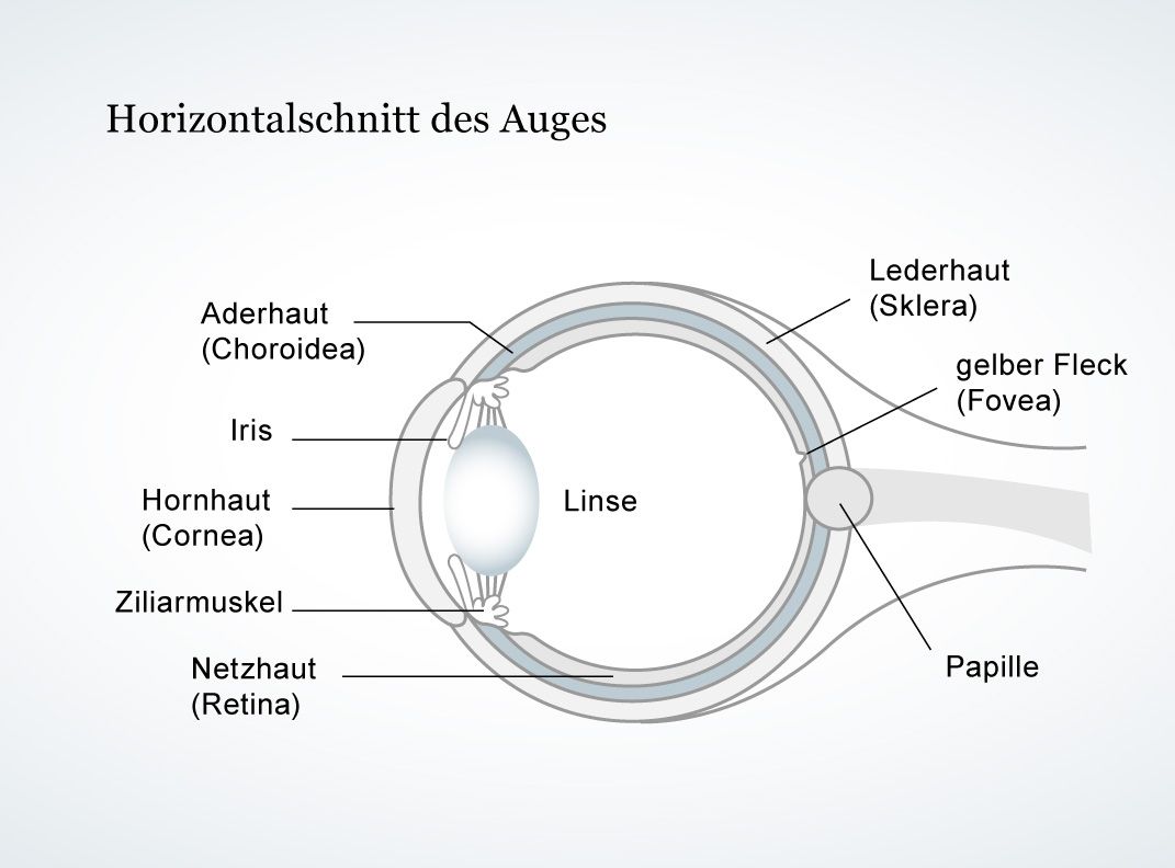 Sehen: Teamarbeit von Linse, Pupille und Netzhaut