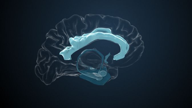 Anatomie: Der Gyrus cinguli im Cortex