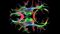 3D-Abbildung der komplexen Nervenfaserstrukturen des Schimpansengehirns