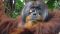 Gesichtswunde des erwachsenen männlichen Orang-Utans Rakus (Foto aufgenommen zwei Tage vor dem Auftragen des Pflanzenbreis auf die Wunde).