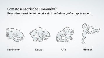 sensorischer Homunkulus