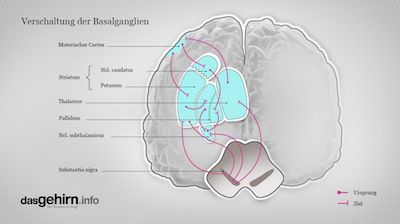 Anatomie | DasGehirn.info - Der Kosmos Im Kopf