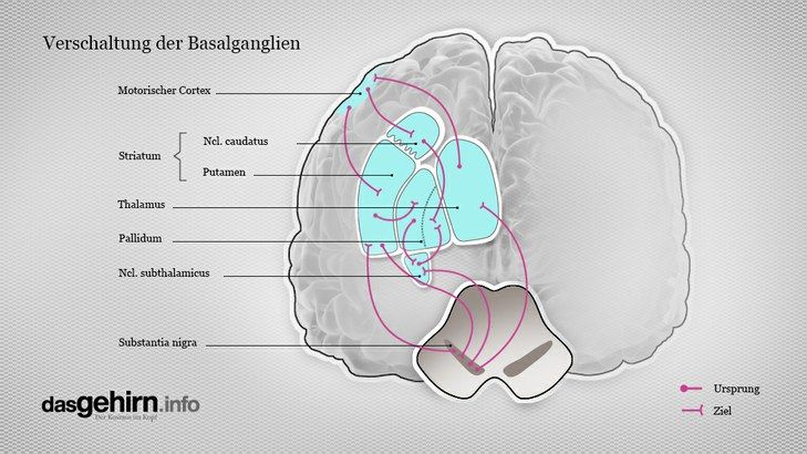 Mediathek Bild Verschaltung Der Basalganglien