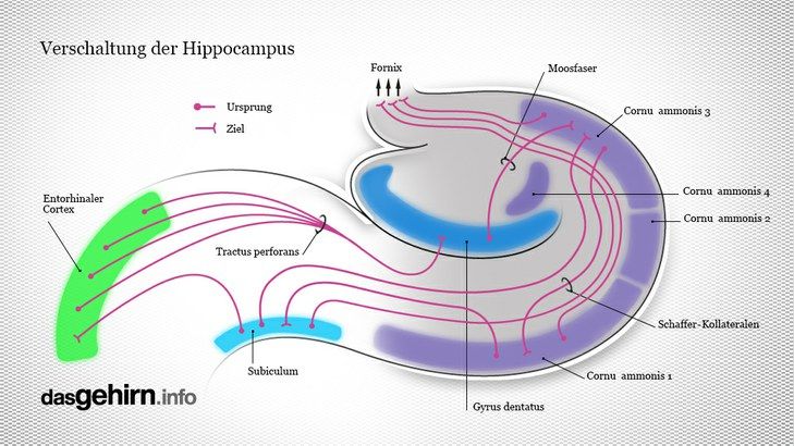 Gehirn Hippocampus