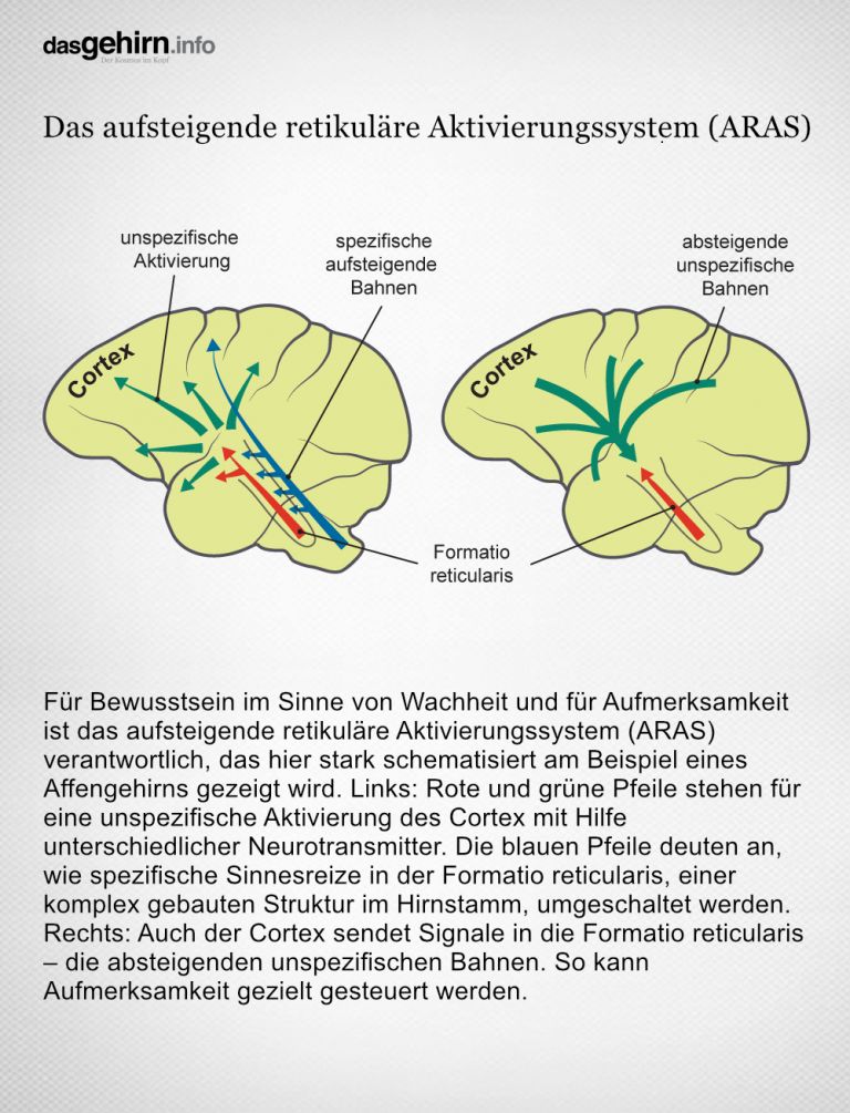 Bewusstsein | DasGehirn.info - Der Kosmos Im Kopf