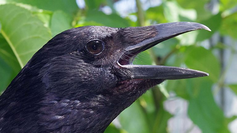 Eine Krähe mit geöffnetem Schnabel Krähen, die zu den Singvögeln gehören, können ihre selbst erzeugten Rufe zählen.
