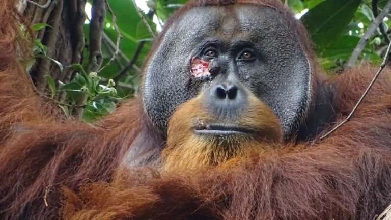 Gesichtswunde des erwachsenen männlichen Orang-Utans Rakus (Foto aufgenommen zwei Tage vor dem Auftragen des Pflanzenbreis auf die Wunde).