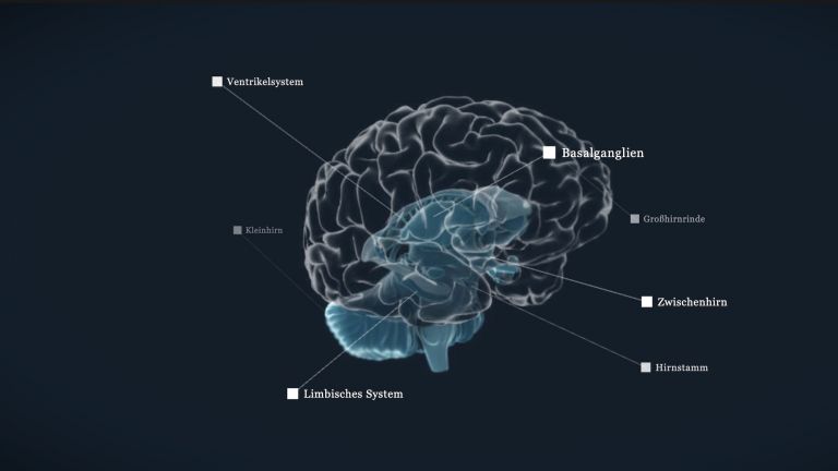 Anatomie | DasGehirn.info - Der Kosmos Im Kopf